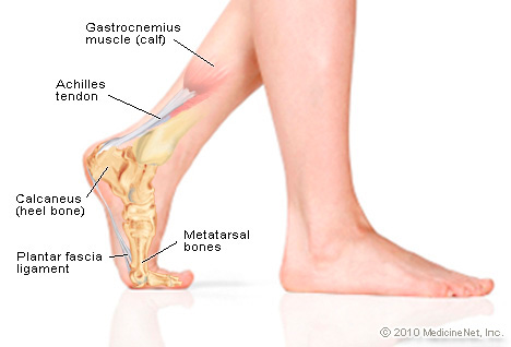 http://www.footsolutions.ie/wp-content/uploads/2014/10/Anatomy-of-the-Foot.jpg