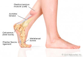 Anatomy of the Foot