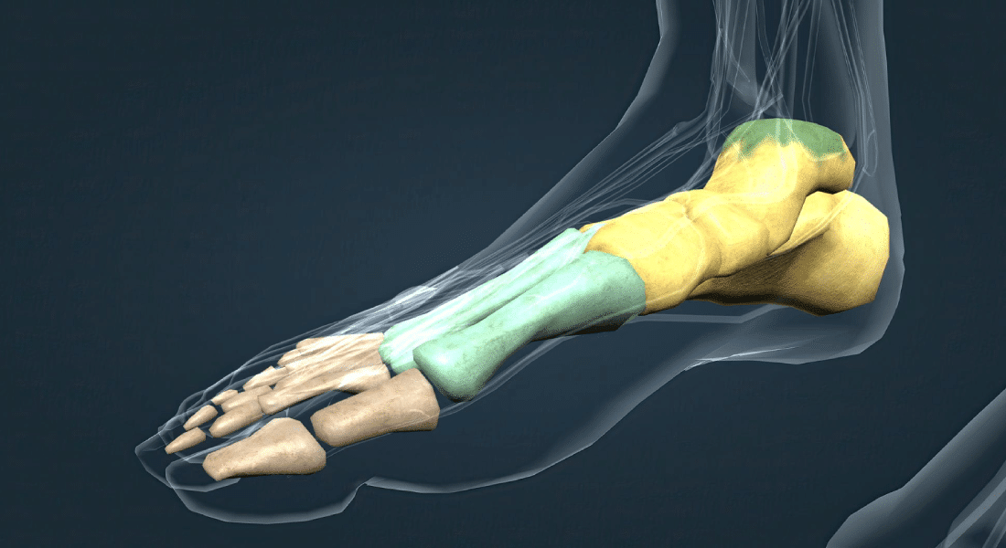 Anatomy of the Foot